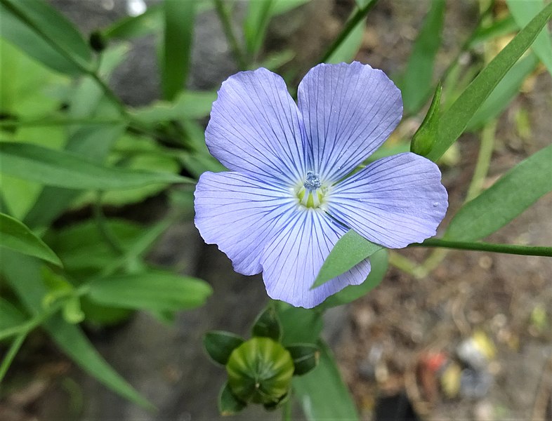 flax linseed